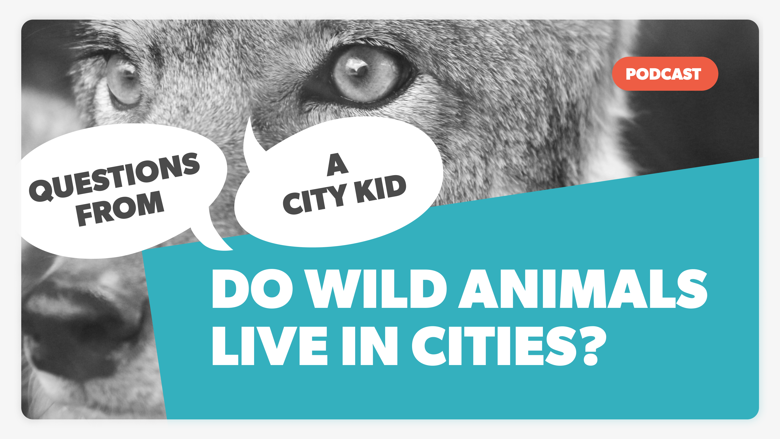 🎧 Do Wild Animals Live In Cities? – The Sidewalk Club